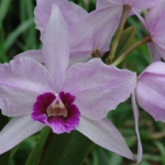 Laelia purpurata